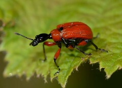 Apoderus coryli