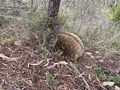 Tachyglossus aculeatus setosus