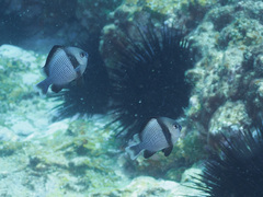 Dascyllus reticulatus