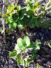 Euphorbia hylonoma
