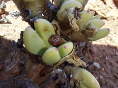 Conophytum bilobum