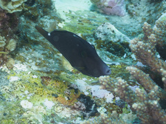 Cantherhines pardalis