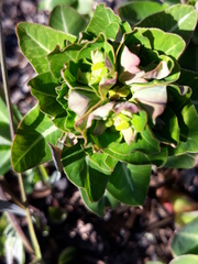 Euphorbia hylonoma
