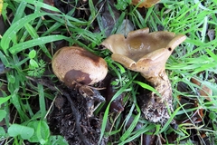 Scleroderma verrucosum