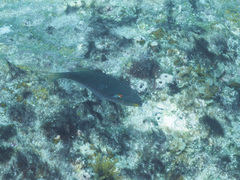 Stethojulis bandanensis
