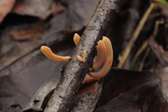 Macrotyphula contorta