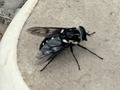 Triclista guttata