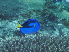 Paracanthurus hepatus