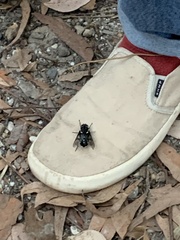 Triclista guttata