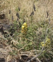 Crotalaria retusa