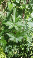 Clematis peterae lishanensis