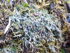 Bilimbia sabuletorum