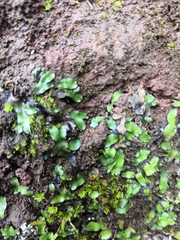 Targionia hypophylla