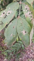 Callicarpa formosana formosana