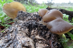 Auricularia auricula-judae