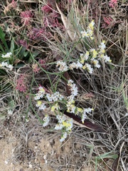 Limonium sinense