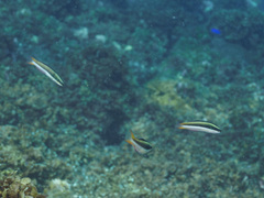 Thalassoma amblycephalus
