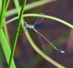 Lestes tridens