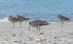 Limosa lapponica baueri