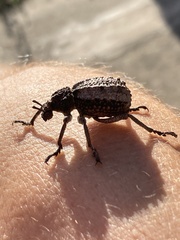 Brachycerus