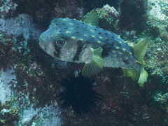 Dicotylichthys punctulatus