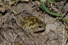 Uperodon systoma