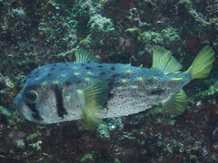 Dicotylichthys punctulatus