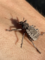 Brachycerus