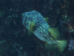 Dicotylichthys punctulatus