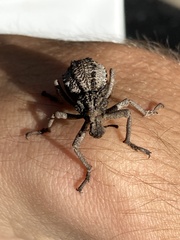 Brachycerus
