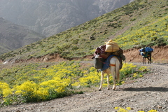 Equus asinus × caballus