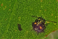 Cermatulus nasalis hudsoni