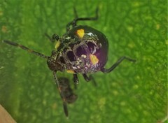 Cermatulus nasalis hudsoni