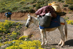 Equus asinus × caballus