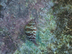 Cirrhitichthys aprinus