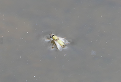 Stratiomyomorpha