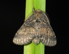 Gluphisia crenata