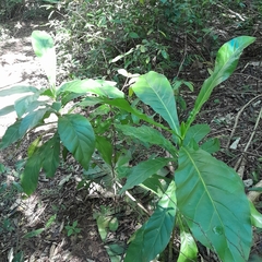 Anthocleista grandiflora