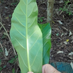 Anthocleista grandiflora