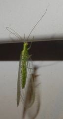 Chrysoperla pudica-group
