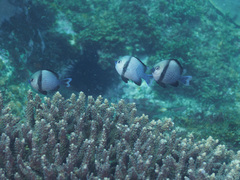 Dascyllus reticulatus