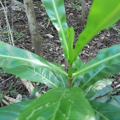 Anthocleista grandiflora