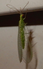 Chrysoperla pudica-group