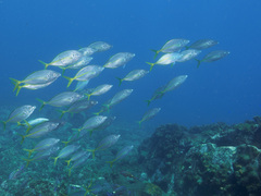 Pseudocaranx georgianus