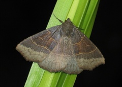 Arytrura musculus