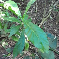 Anthocleista grandiflora
