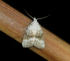 Meganola albula