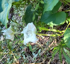 Ipomoea alba