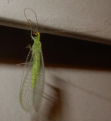 Chrysoperla pudica-group