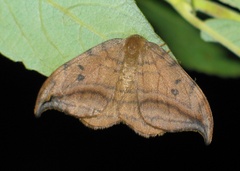 Drepana curvatula